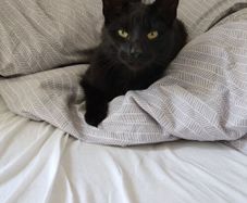 Cat for adoption