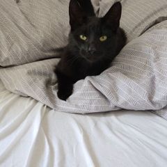 Cat for adoption