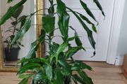Tall Dracaena fragrans houseplant plant in the green plastic pot
