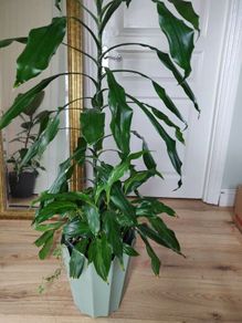Tall Dracaena fragrans houseplant plant in the green plastic pot