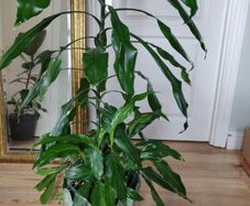 Tall Dracaena fragrans houseplant plant in the green plastic pot