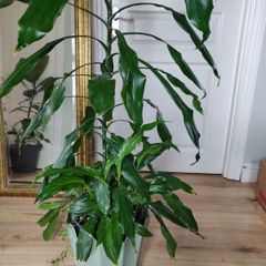 Tall Dracaena fragrans houseplant plant in the green plastic pot