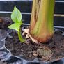 "Musa Basjo " banana tree Image 6