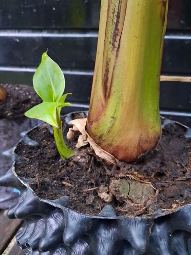 "Musa Basjo " banana tree