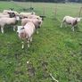 Three year old breeding Ewes Image 3