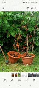 Photinia Red Robin