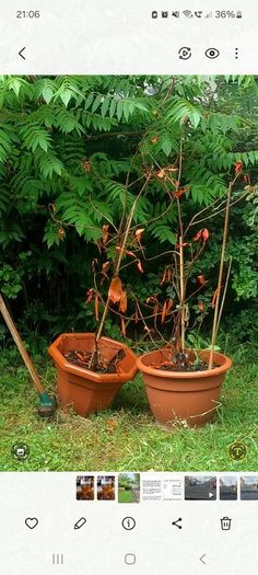 Photinia Red Robin