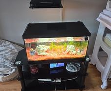 Beautiful  tropical Tank with fish and accessories