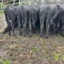 Abereen Angus Calfs Image 6