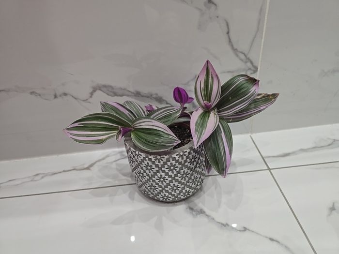 Tradescantia 'Nanouk', beautiful plant
