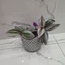 Tradescantia 'Nanouk', beautiful plant Image 2