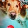 Underwater Dogs and Pups Photography by Seth Casteel on Frameless Printed Tempered Art Glass Image 3