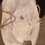 Mamas & Papas Moses Basket Image 2
