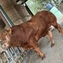 Limousin bulls Image 3