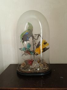 Taxidermy Bird Diorama