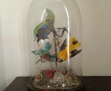 Taxidermy Bird Diorama