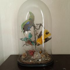 Taxidermy Bird Diorama
