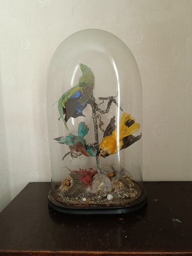 Taxidermy Bird Diorama