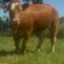Incalf heifers and heifers with calves at foot Image 6