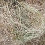 Hay Image 4