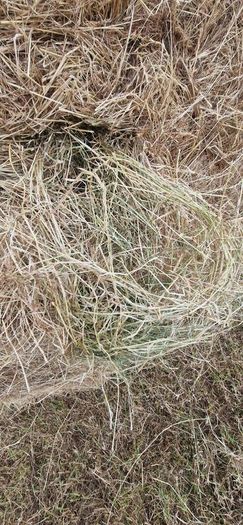 Hay