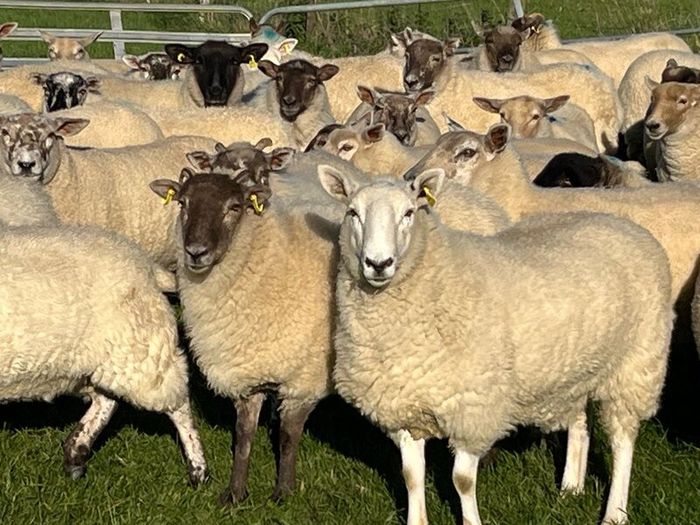 Hogget ewes