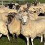 Hogget ewes Image 3