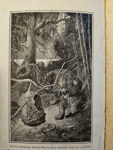 The Romance Of Animal Arts And Crafts. By H. Coupin And John  Lea, M.a. First Edition 1913 Hardback In Fair Condition.  See Photos For Same.