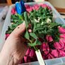 individual roses gold tipped red and blue Image 3