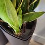Sansevieria Laurentii planters Image 4
