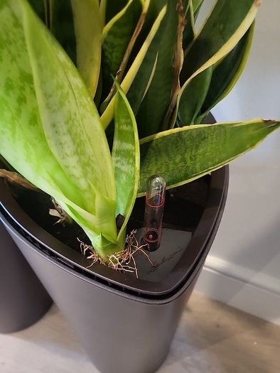 Sansevieria Laurentii planters