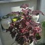 large indoor plant Image 2