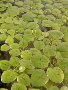 Frogbit (big portion), Hydrocotyle tripartita, Ramshorn snail