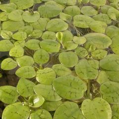Frogbit (big portion), Hydrocotyle tripartita, Ramshorn snail