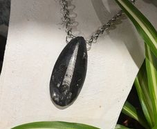 1 Ancient Energy Orthoceras Fossil Beautifully Soldered on a Chunky Silver Belcher Chain