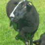Purebred Registered Zwarbtle Ram Image 2
