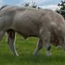 Pedigree Charolais Bulls Image 10