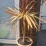 Palm Tree Image 2