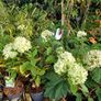 Soft landscaping services Image 5