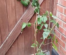 Raspberry plant in a pot