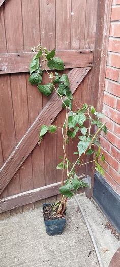Raspberry plant in a pot