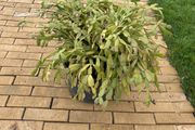 cactus plant