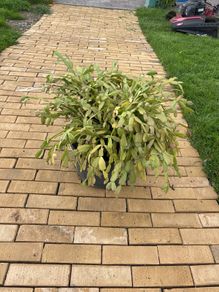 cactus plant