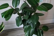 Plants