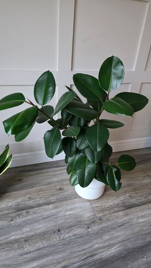 Plants