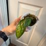 Rare houseplant Hoya Latifolia Pot of Gold Image 2