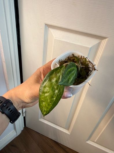 Rare houseplant Hoya Latifolia Pot of Gold