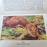 Observer's Book Of Wild Animals Of The British Isles.  Compiled By  W J Stoke.1. Image 7
