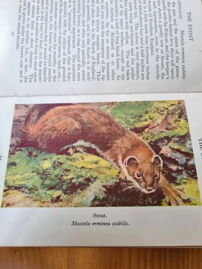 Observer's Book Of Wild Animals Of The British Isles.  Compiled By  W J Stoke.1.