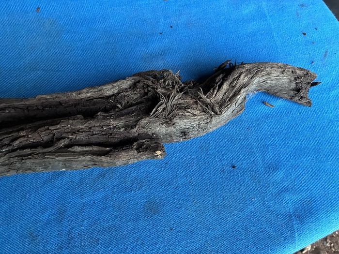 bog oak
